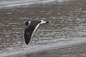 Band-tailed Gull (Larus belcheri) (4856931950)