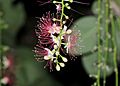 Barringtonia acutangula flower