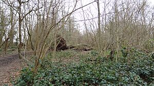 Big Wood 5