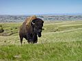 Bison Badlands South Dakota