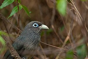 Blue-faced Malkoha Shreeram M V.jpg