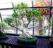 Bonsai Tree 071