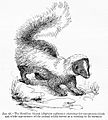 Brazilian Skunk from Edward Bagnall Poulton Colours of Animals 1890