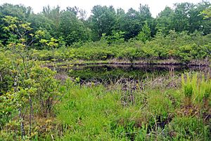 Brown's Lake Bog