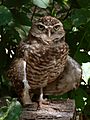 Burrowing Owl3