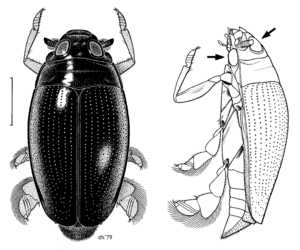 COLE Gyrinidae Gyrinius convexiusculus.png