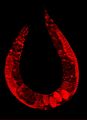 C elegans stained