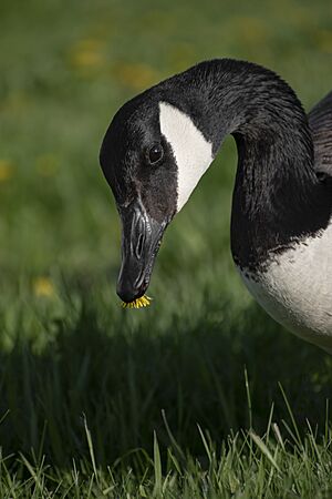 Canada Goose eating a flower at Downsview Park (close up of head) 116