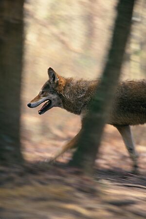 Canis rufus walking in forest