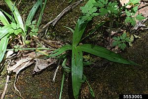 Carex albursina InsectImages 5553001.jpg