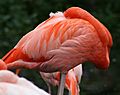 Pink flamingo with grey legs and long neck pressed against body and head tucked under wings