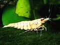 Caridina-cf-cantonensis-snow-white