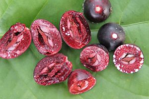 Carissa carandas fruits ready for consumption