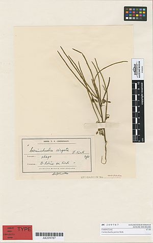 Carmichaelia petriei specimen (Auckland Museum 37334)