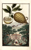 Cedro da Fiorenza Volkamer 1708 124a.png