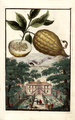 Cedro da Fiorenza Volkamer 1708 124a
