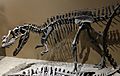 Ceratosaurus mount utah museum 1