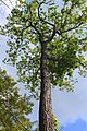 Chestnut Oak in Weiser State Forest