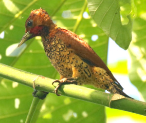 Cinnamon Woodpecker