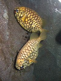 Two pineapple-fish at the Sydney Aquarium.