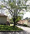 Clingmon Avenue Historic District Wide