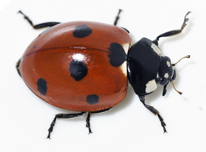 Coccinella-septempunctata-15-fws