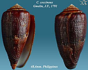 Conus coccineus 3