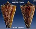 Conus thalassiarchus 4