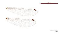 Cordulephya bidens male wings (35019416686)