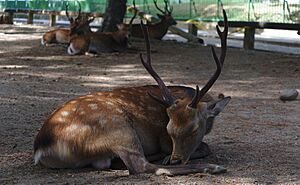 Deer of Nara, Japan; August 2018 (06)