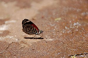 Diaethria candrena ?.JPG