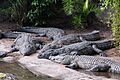 Disney-Animal-Kingdom-Crocodiles-7948