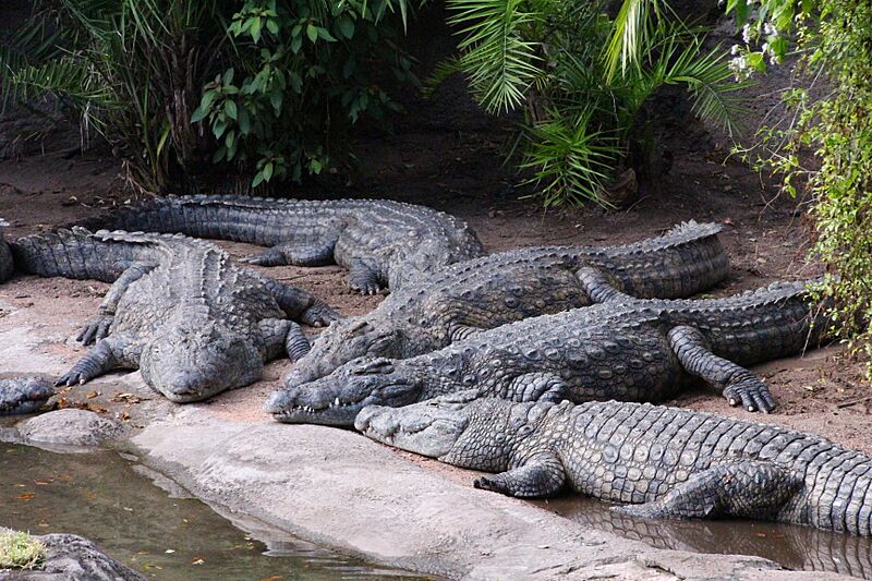Disney-Animal-Kingdom-Crocodiles-7948