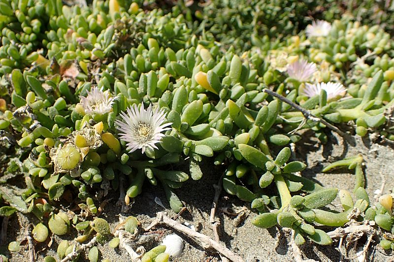 Disphyma australe kz5