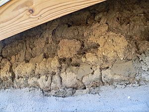 Dowse sod house N wall upper detail