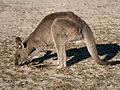 Eastern grey kangaroo at Pebbly Beach