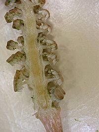 Equisetum arvense sporangia