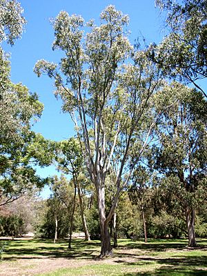 Eucalyptus amplifolia.jpg