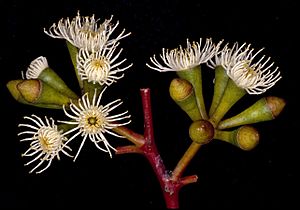 Eucalyptus articulata flowers