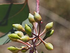 Eucalyptus caleyi buds 2