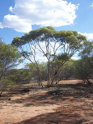 Eucalyptus eudesmioides.jpg