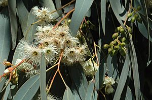 Eucalyptus sideroxylon buds