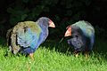 Female and male takahe standing in the grass