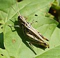Field Grasshopper Chorthippus brunneus GT