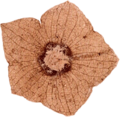 Florissantia species flower
