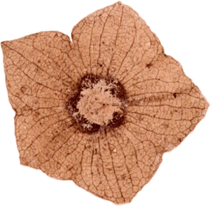 Florissantia species flower