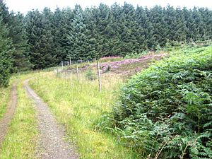 Forest colours, Harwood Forest - geograph.org.uk - 541048