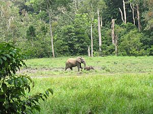 Forest elephants (8330452550)