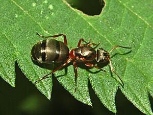 Formicidae - Formica pratensis - Queen-001.JPG