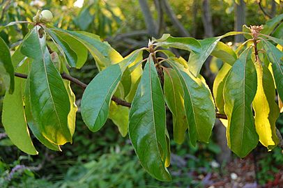 Franklin Tree Franklinia alatamaha Leaves 3008px